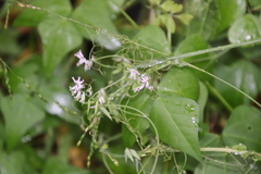 Cysticapnos cracca