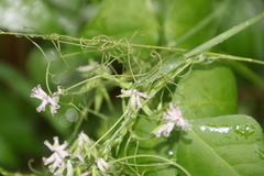 Cysticapnos cracca