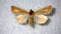 Mythimna pallens