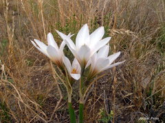 Zephyranthes jamesonii