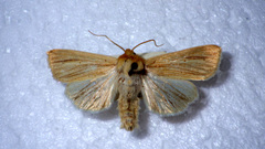 Mythimna pallens