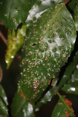 Phytoptus dentatae
