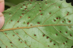 Phytoptus dentatae
