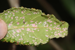 Phytoptus dentatae