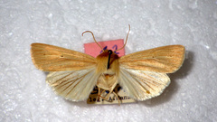 Mythimna pallens