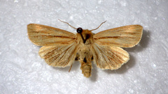 Mythimna pallens