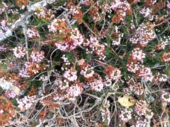 Erica vagans