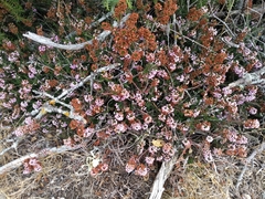 Erica vagans