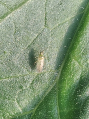 Nesidiocoris tenuis