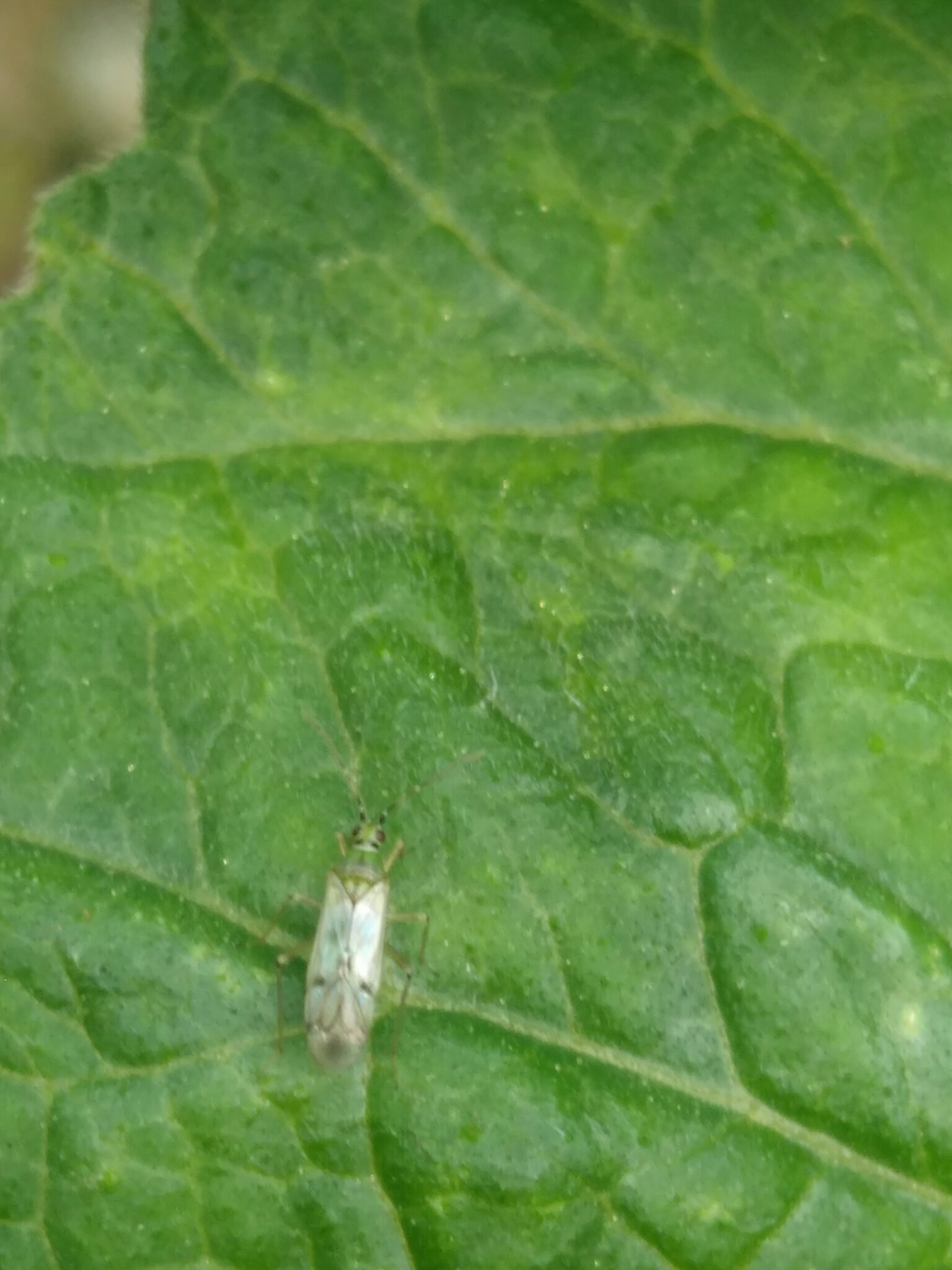 Nesidiocoris tenuis (Reuter, 1895)