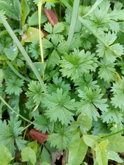 Potentilla intermedia