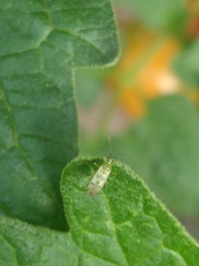 Nesidiocoris tenuis