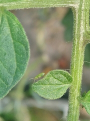 Nesidiocoris tenuis