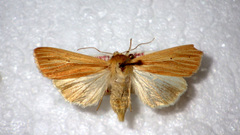 Mythimna pallens