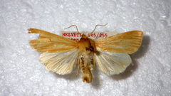 Mythimna pallens