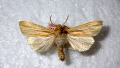 Mythimna pallens