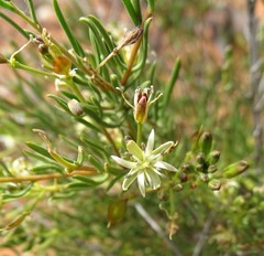 Lepidium leptopetalum
