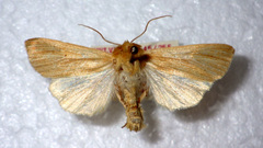 Mythimna pallens
