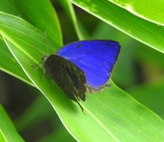 Arhopala centaurus nakula