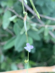 Teramnus labialis labialis