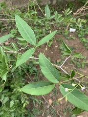 Teramnus labialis labialis