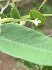 Teramnus labialis labialis