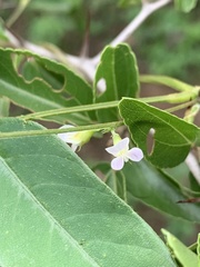 Teramnus labialis labialis