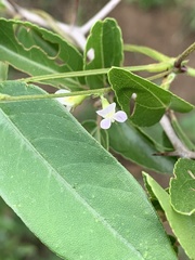 Teramnus labialis labialis