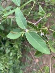Teramnus labialis labialis