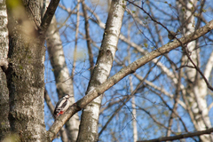 Dendrocopos major