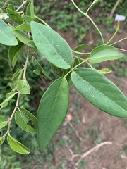 Teramnus labialis labialis