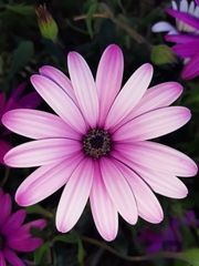 Dimorphotheca ecklonis