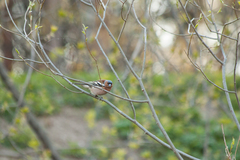 Fringilla coelebs