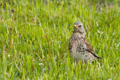 Turdus pilaris