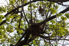 Turdus pilaris