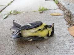 Parus major
