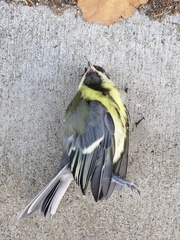 Parus major
