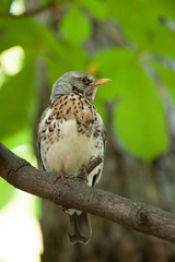 Turdus pilaris