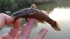 Butis humeralis