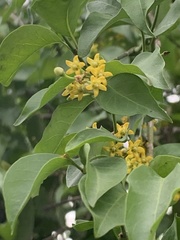 Secamone parvifolia