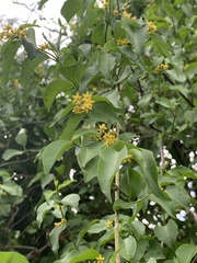 Secamone parvifolia