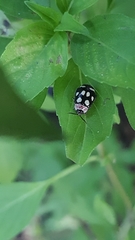 Alagoasa trifasciata