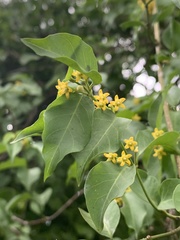 Secamone parvifolia