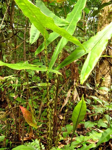 Alocasia zebrina