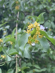 Secamone parvifolia