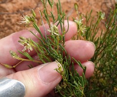 Lepidium leptopetalum