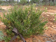 Lepidium leptopetalum