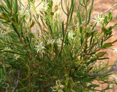 Lepidium leptopetalum