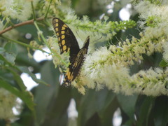 Papilio scamander
