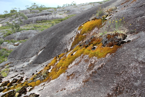 Rhacocarpus purpurascens